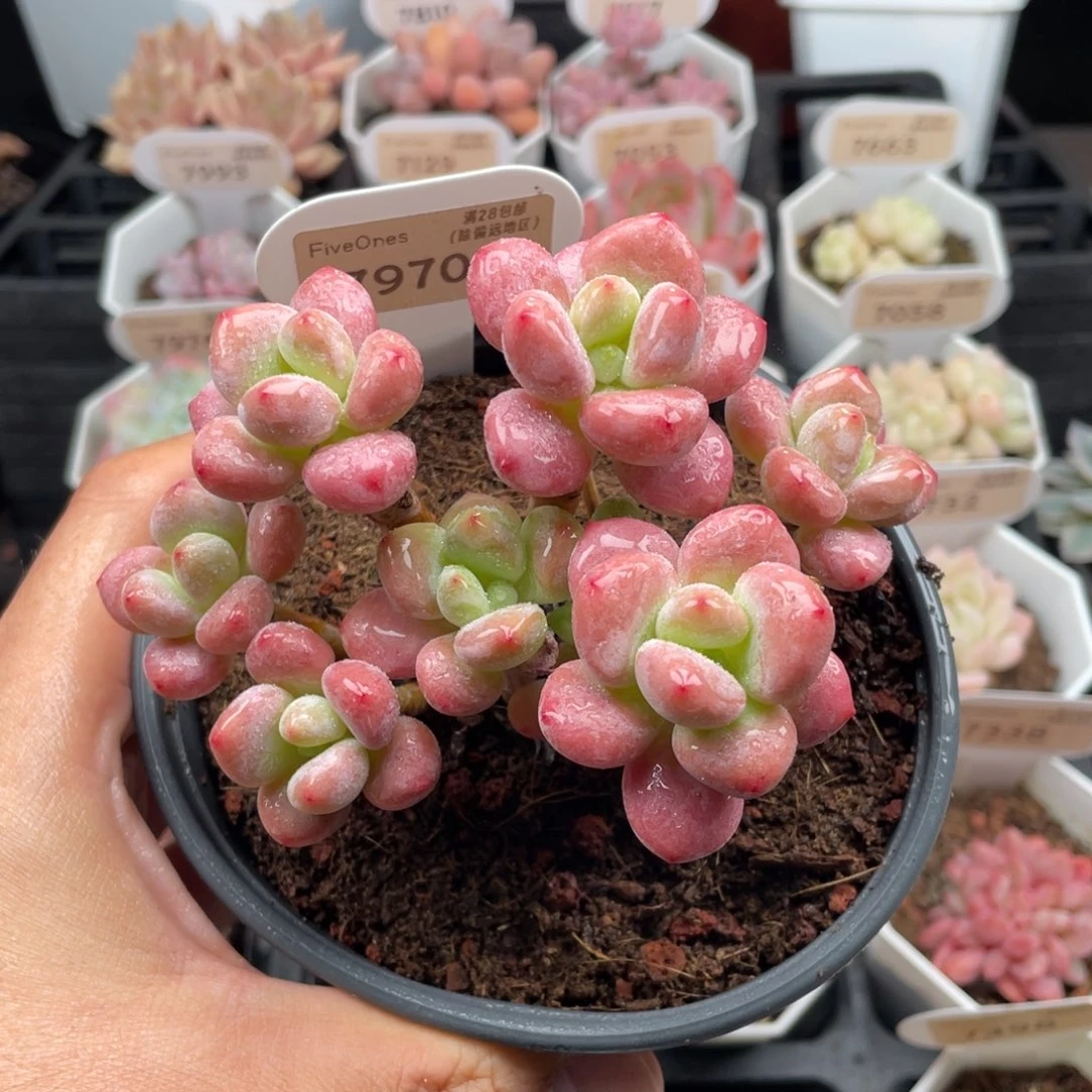 樱花洛神7970-11.5厘米