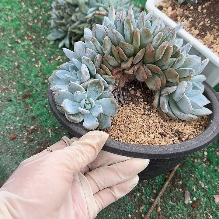 10头全朵老庄呀呀呀