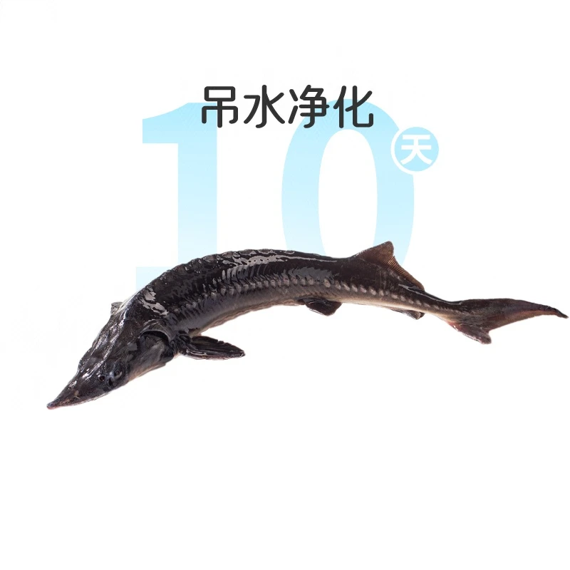 鲜活吊水鲟鱼1条约850g