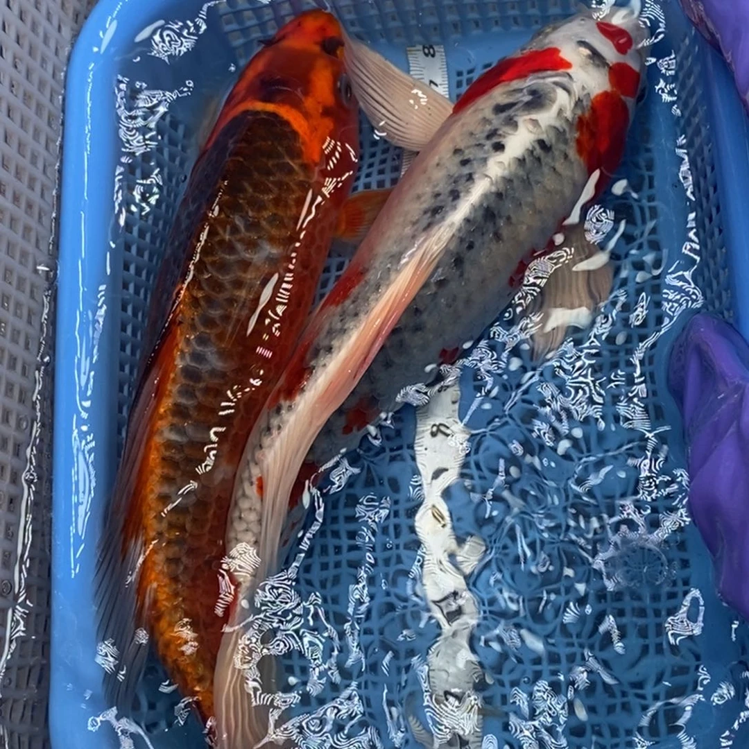 锦鲤冷水锦鲤包邮