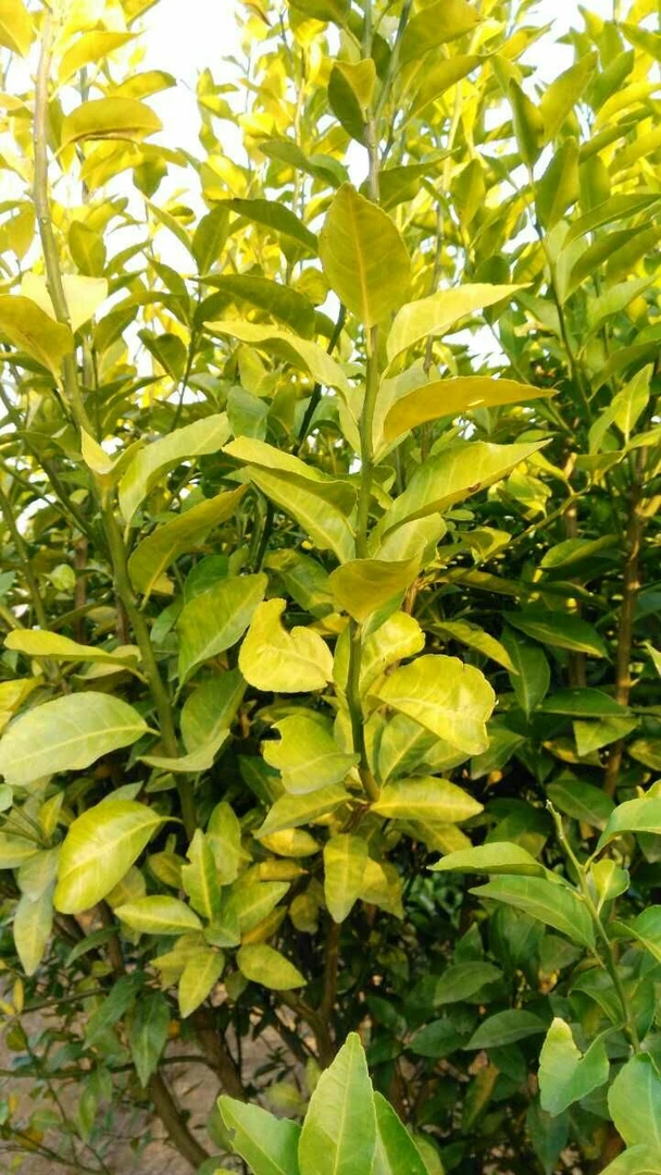 柑橘黄花黄化解决方案（根脉通这里下单）