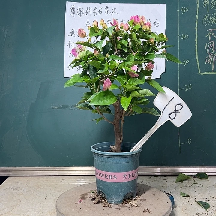 完全开放漳红樱  粗杆 18