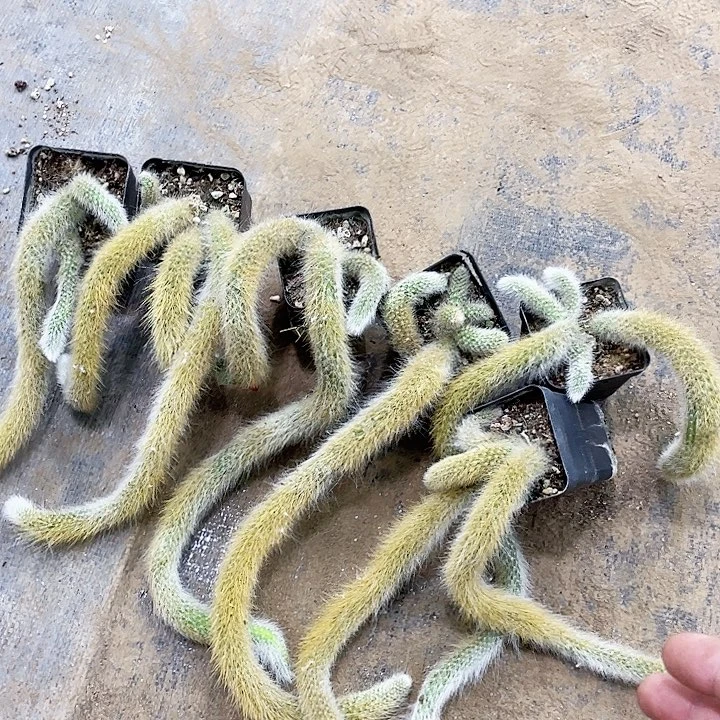 九尾狐小可爱6棵个别带花