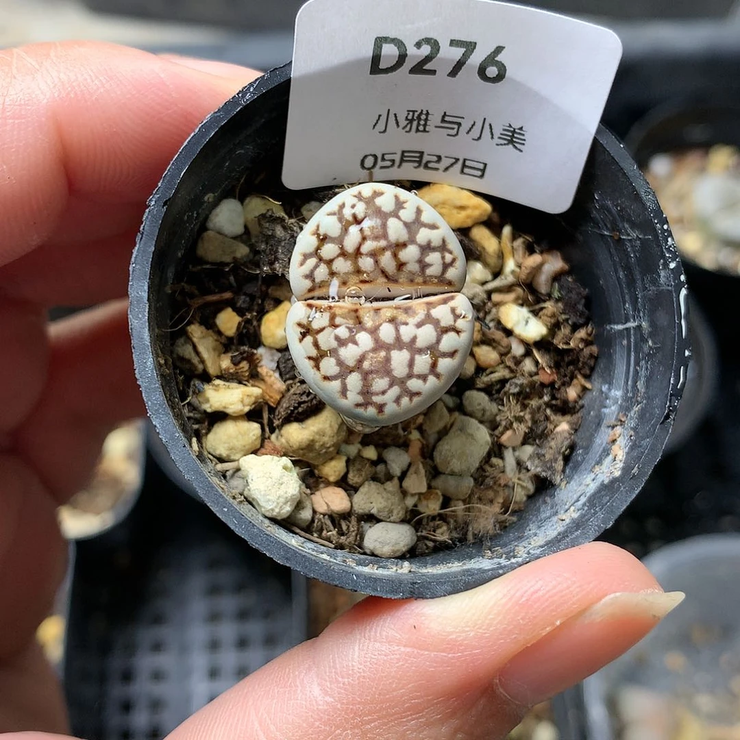 D276多肉植物保护研究所