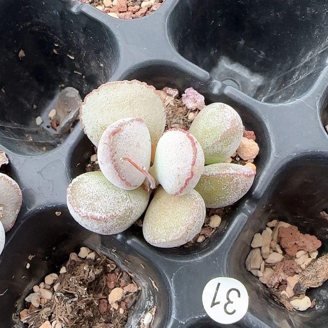 硬叶白蛋水泡多肉植物