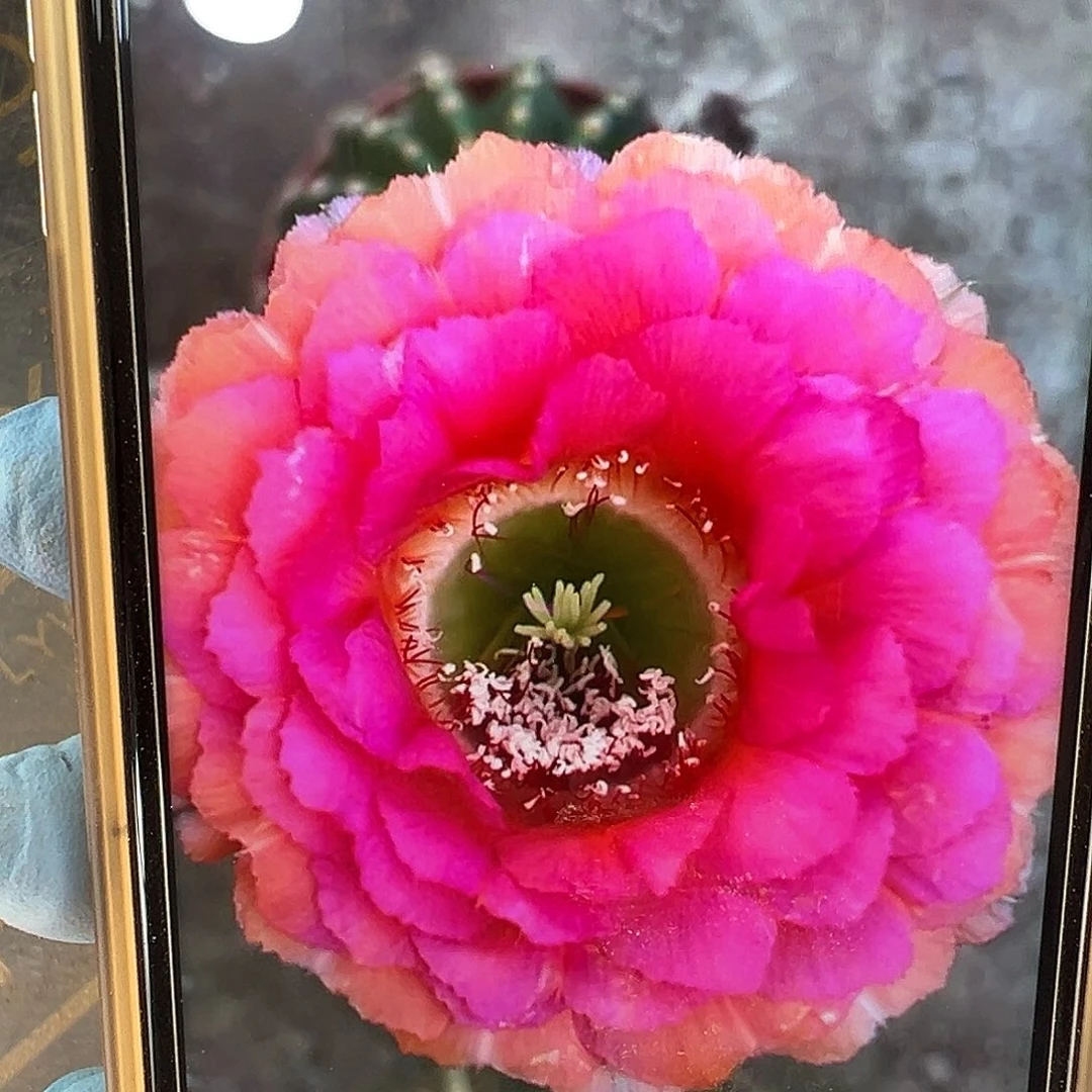 雅森600号7-8公分左右自根球