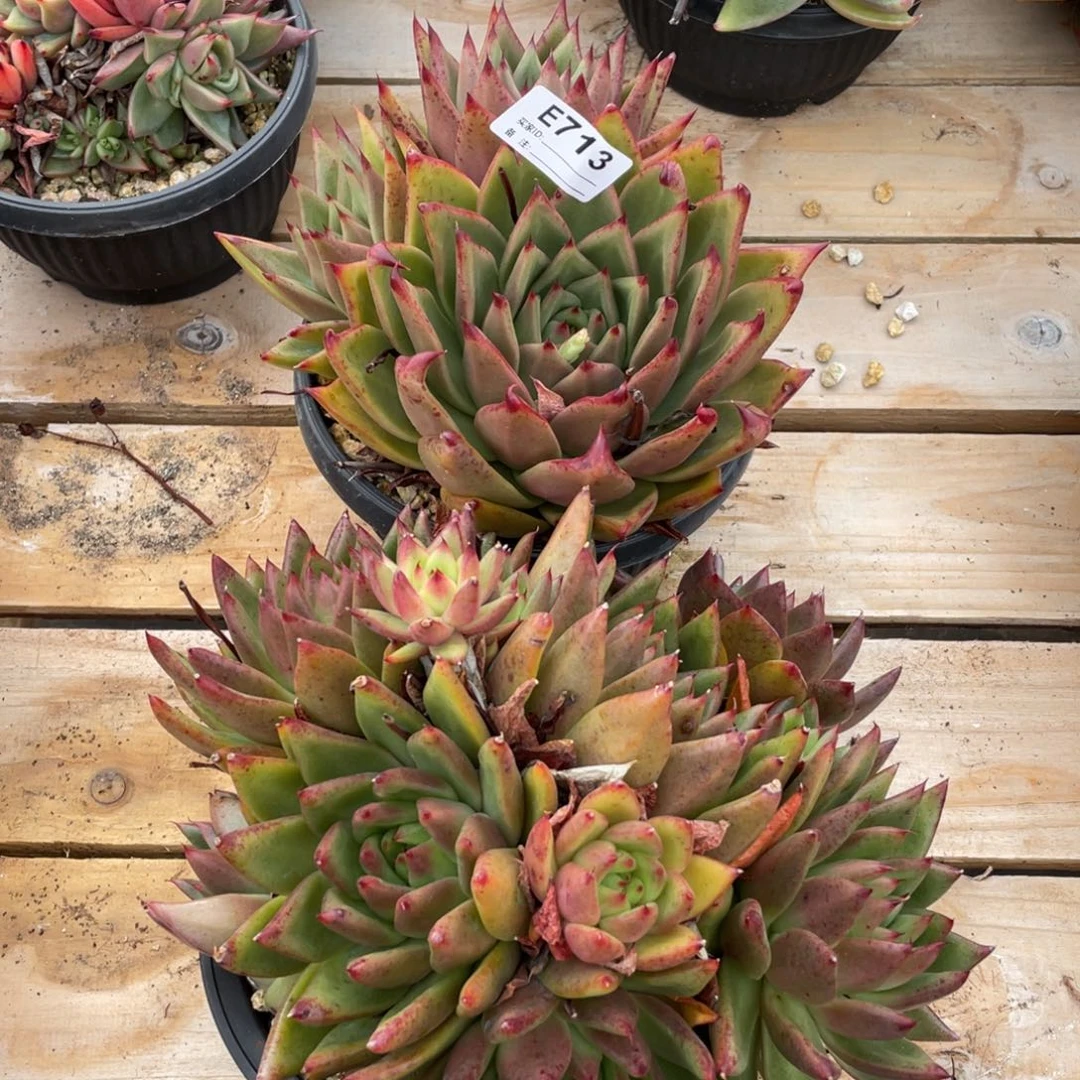 无花朵若如东云组拍E713