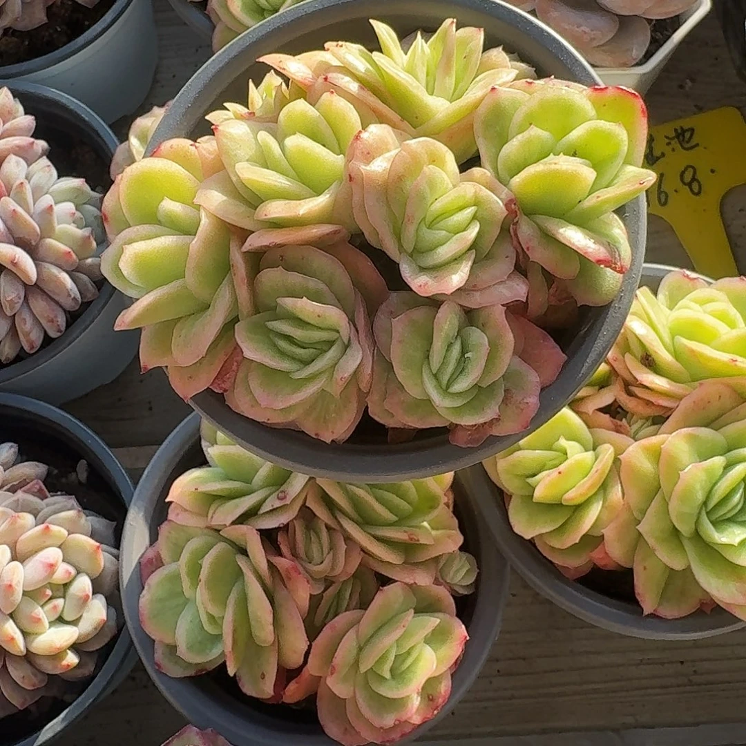冰玫瑰锦多肉植物24.8