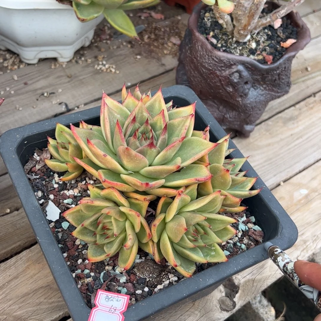 多肉植物多肉植物