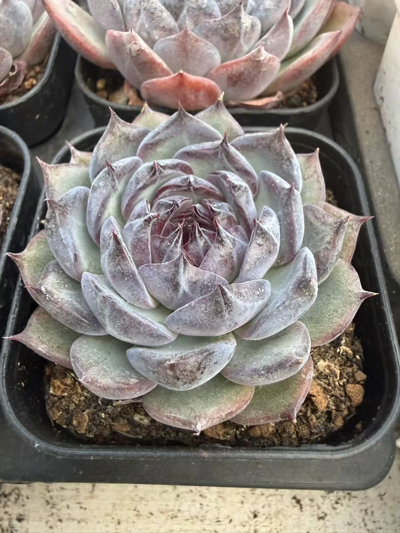 蓝色妖姬单头（4-6cm）脱土