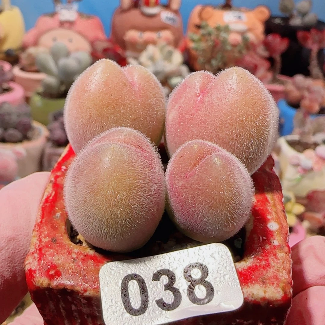 T红红毛翠盆口4cm