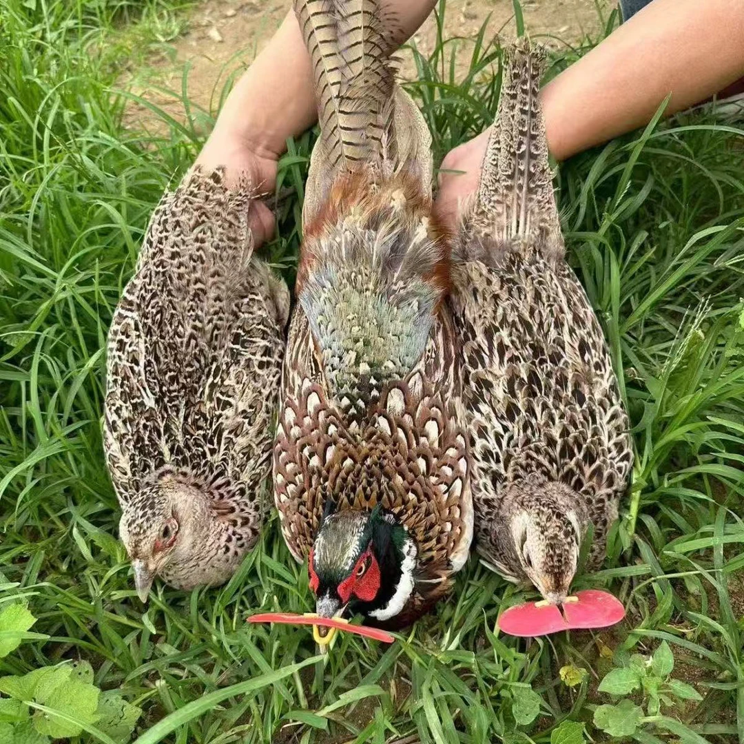 （宠物鸡）七彩山鸡一公两母 顺丰包邮包活到家
