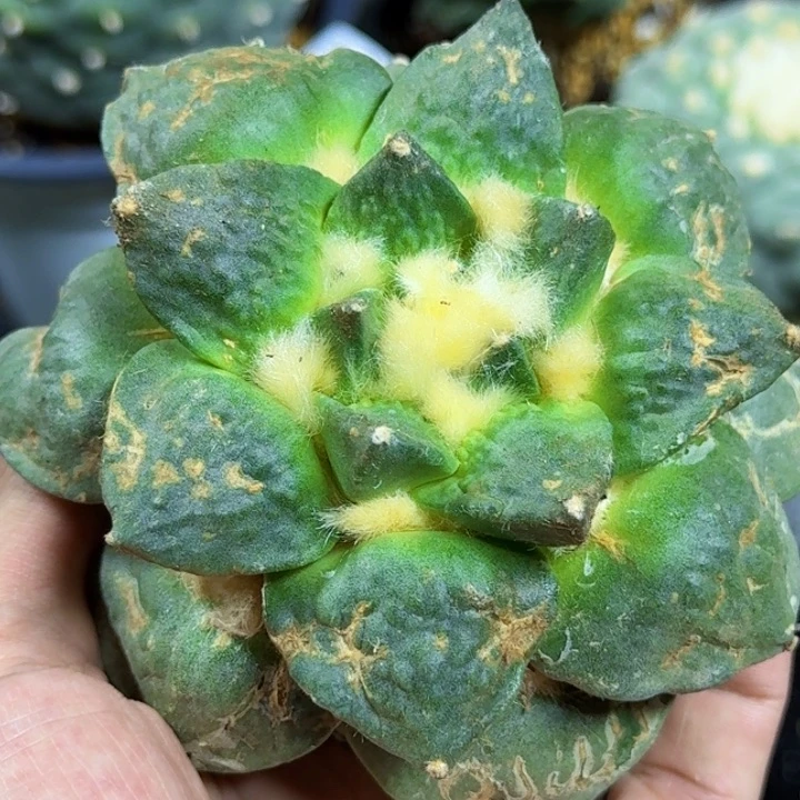 无花朵福利落地大尤079