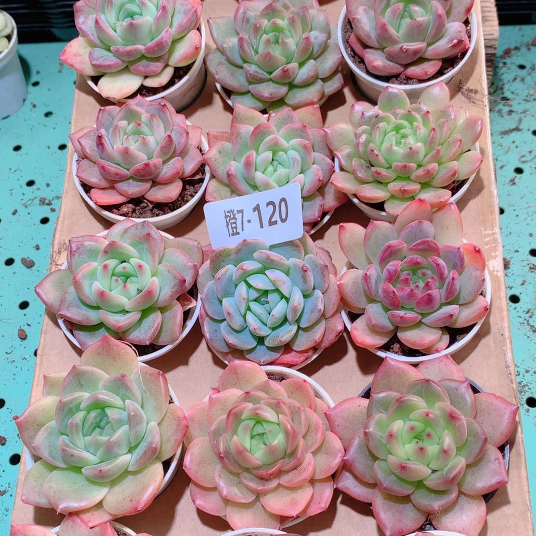 7-120一物一拍多肉带盆18颗