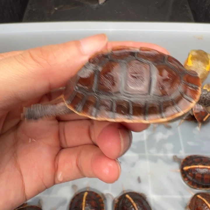 母绿毛龟卿*剑啦啦了我