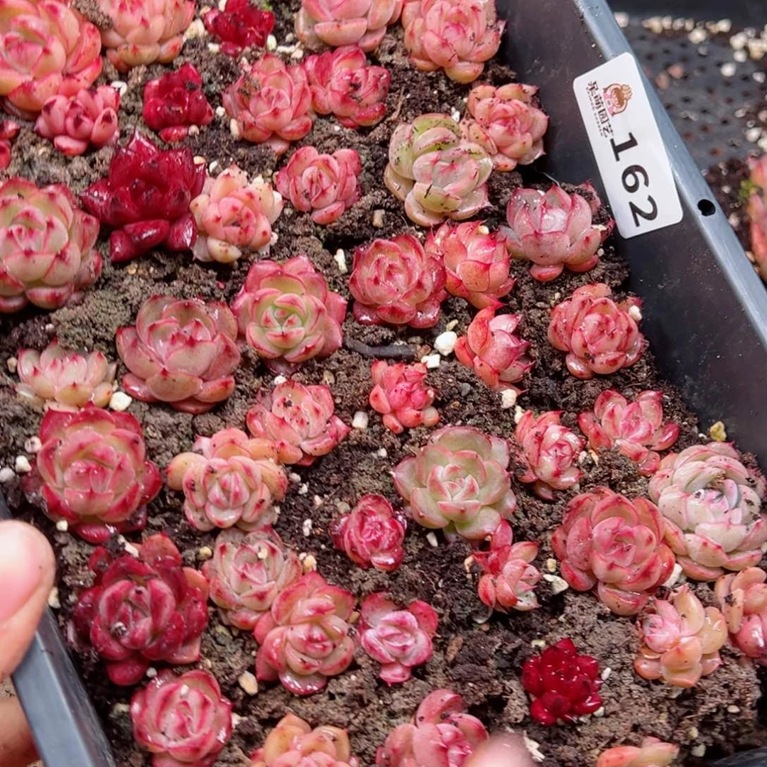 @*9多肉植物多肉植物