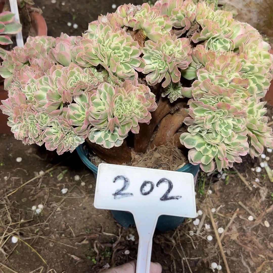 多肉植物粉女巫法师202