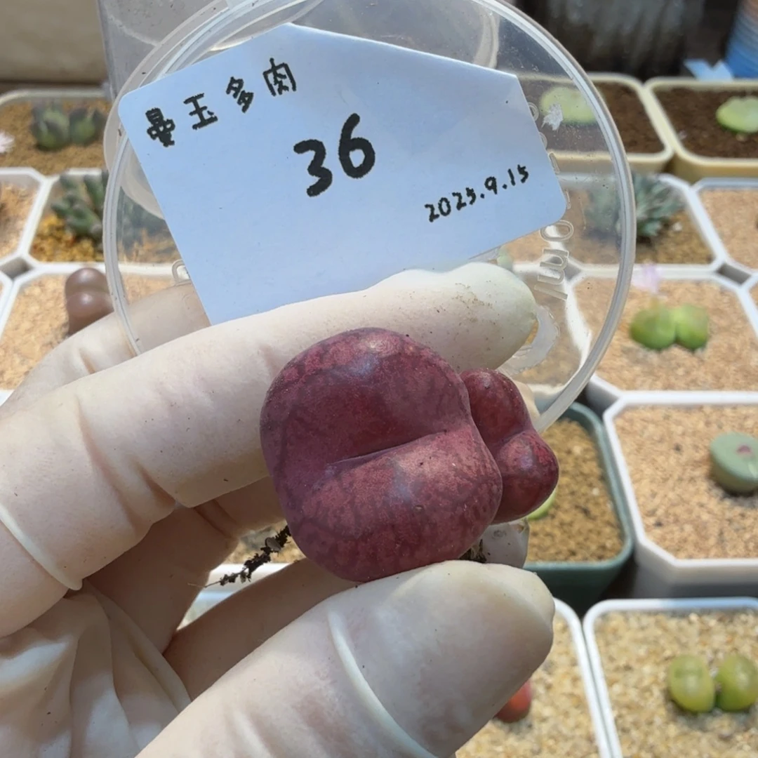 饭***雷多肉多肉多肉9.15-036