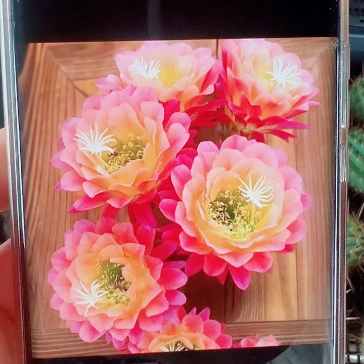 毛花柱杏光辉侧芽拍一发二