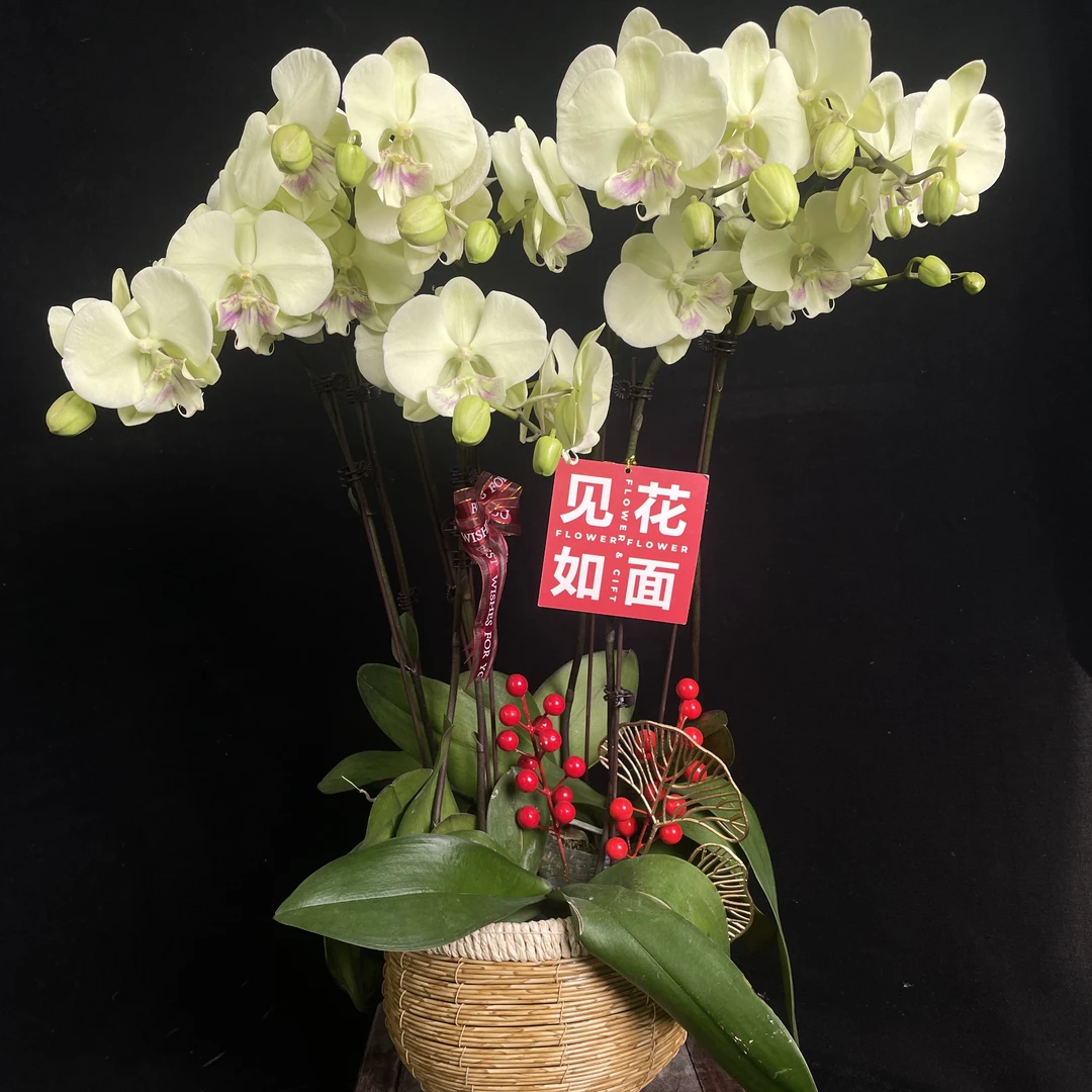 【绿水晶】室内 蝴蝶兰花 盆栽开花株 四季好养护绿植叶片