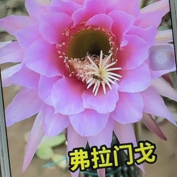 佛拉门戈侧芽5公分毛花柱短刺