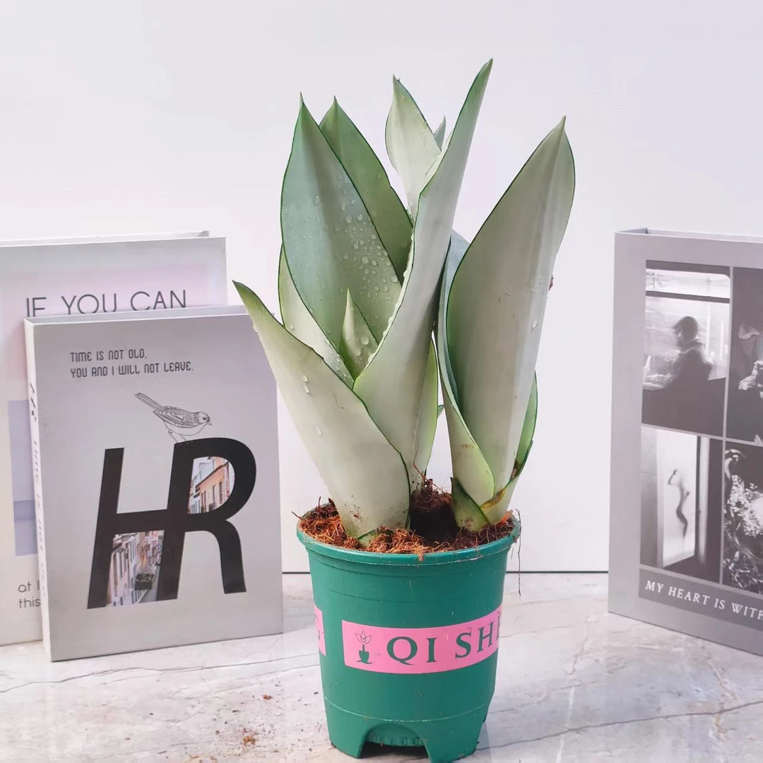 【基地直发】白玉虎皮兰室内绿植桌摆绿植好养易活