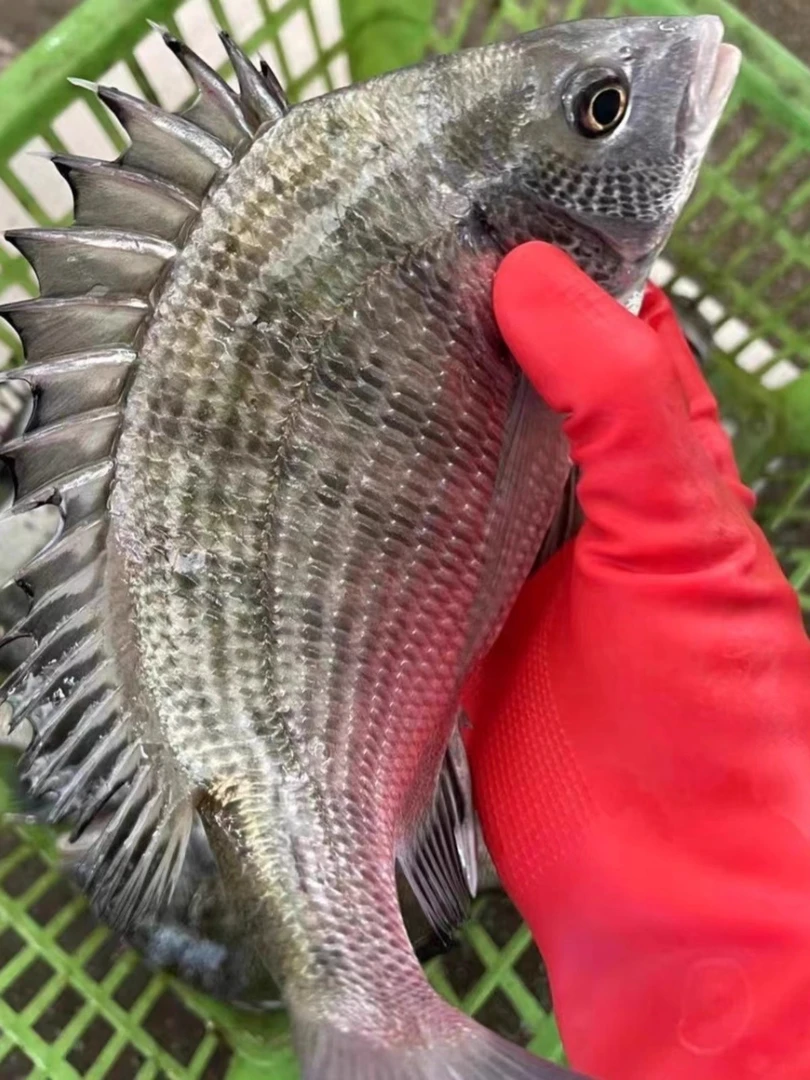 莱州当地野生加吉鱼黑鲷鱼京东包邮