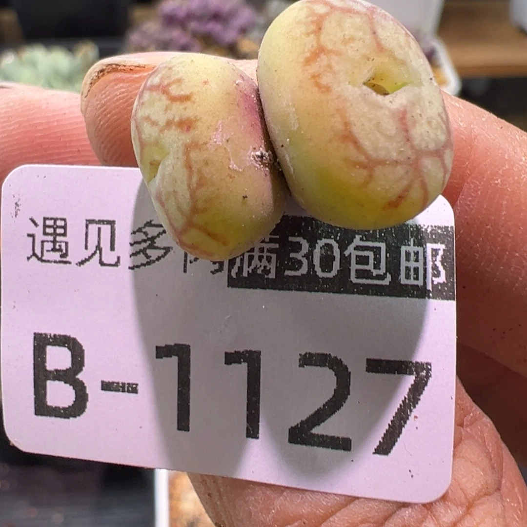 多肉植物1111111111111