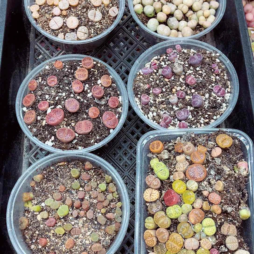 郎哥多肉生石花24-52