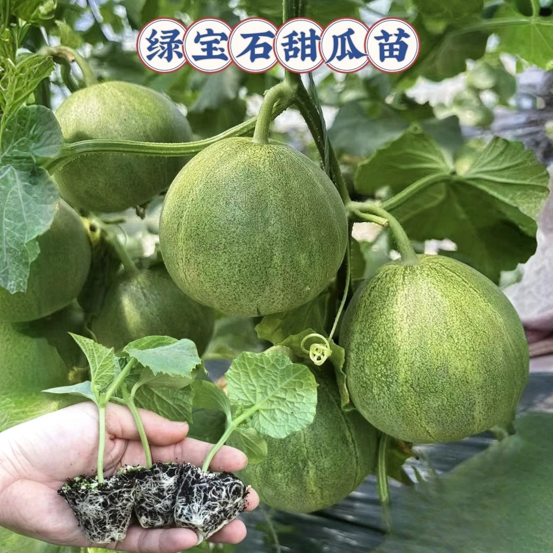 寿光盆栽甜瓜种苗可盆栽种植简单高产适合阳台庭院菜种子四季通用