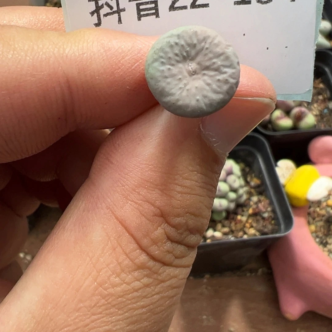 22-184肉锥多肉植物，