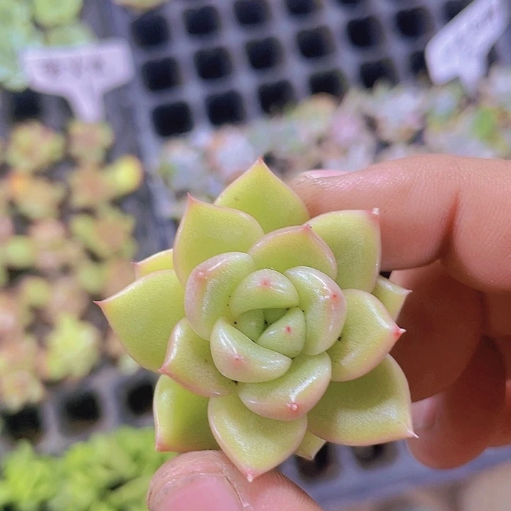 星茫【满10颗包邮】