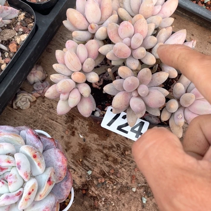 丢**四多肉植物一物一拍
