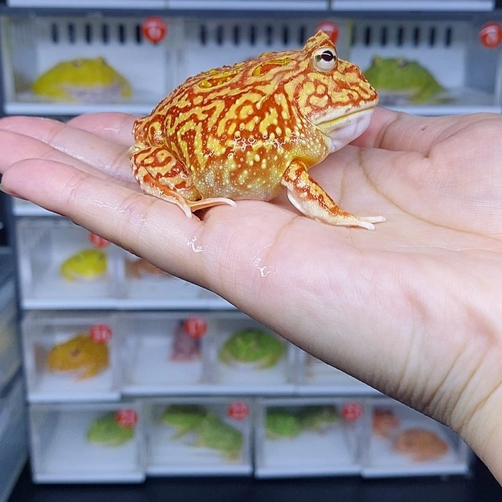 特价秒杀现货特价hl
