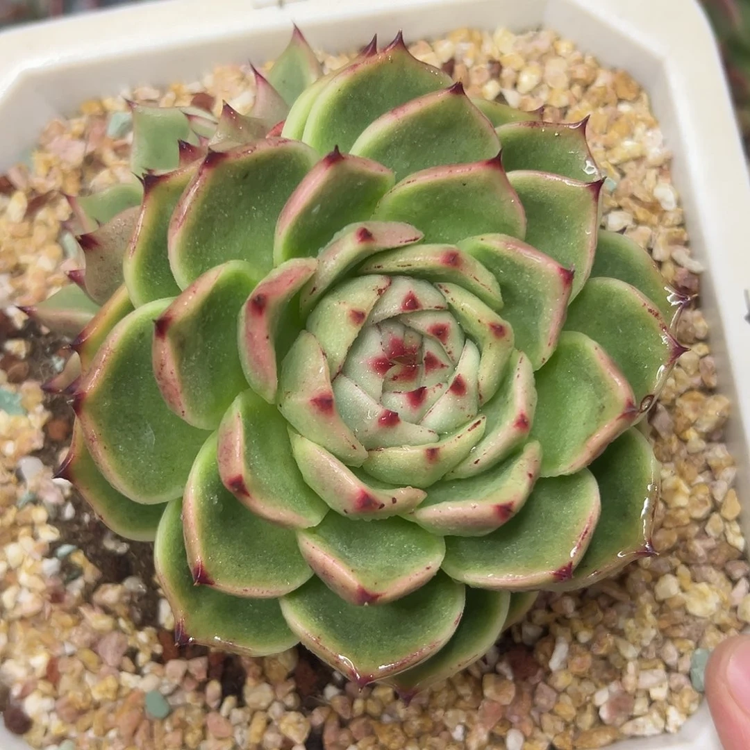 多肉植物一物一拍04