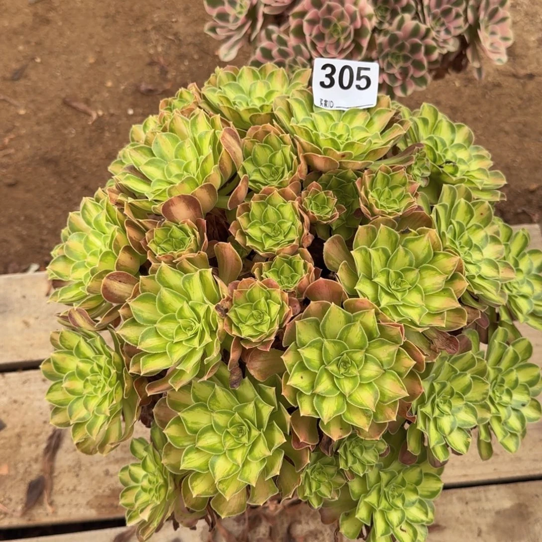 305韶华多肉植物