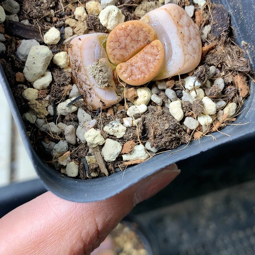 Y28多肉植物保护研究所