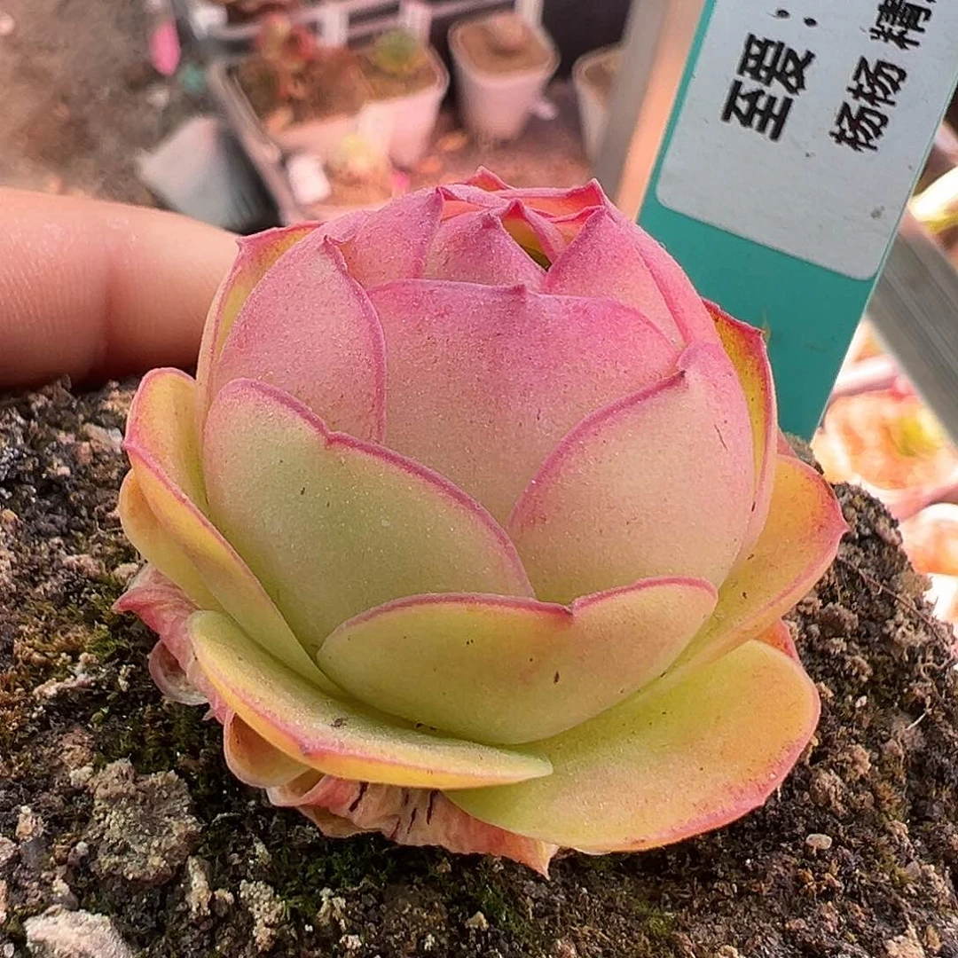 杨170 紫莜 下播福利