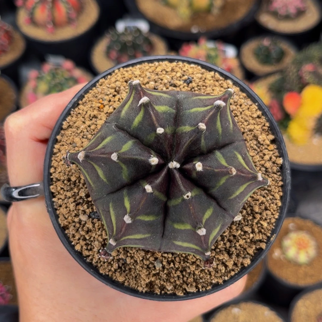 六棱肥斑马 米哈仙人球