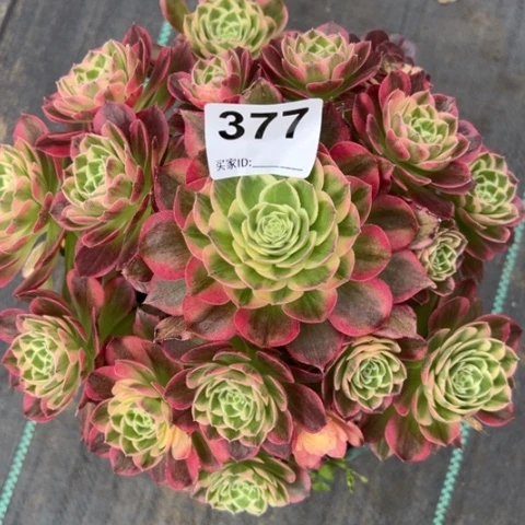 377海王20厘米左右