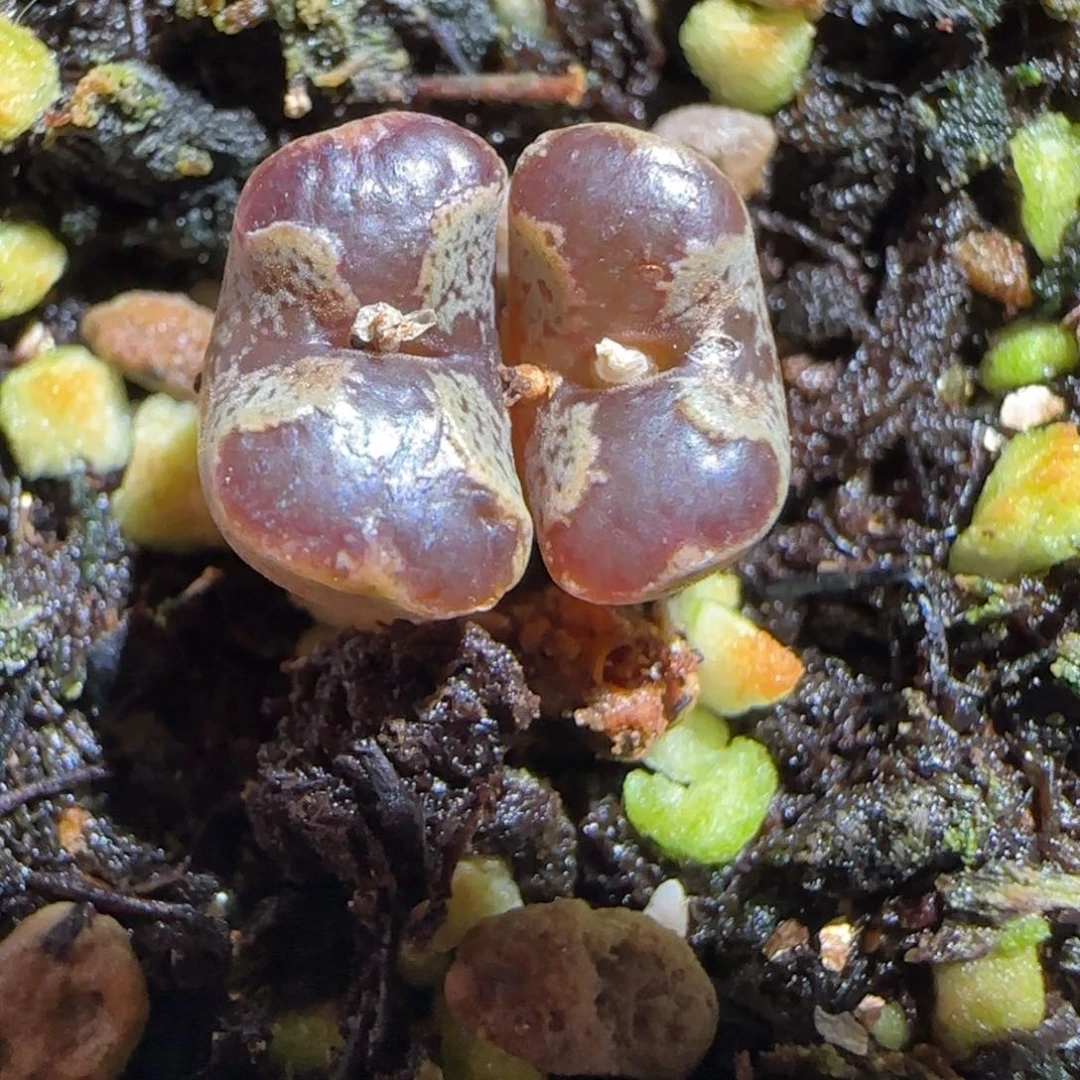 肉锥多肉植物组合-蝴蝶971