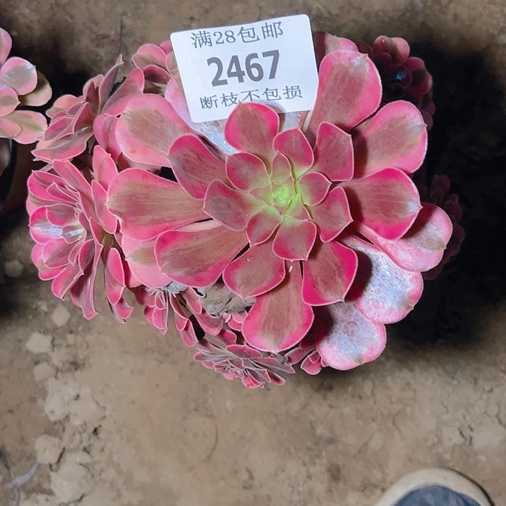 2467美杜莎多肉植物
