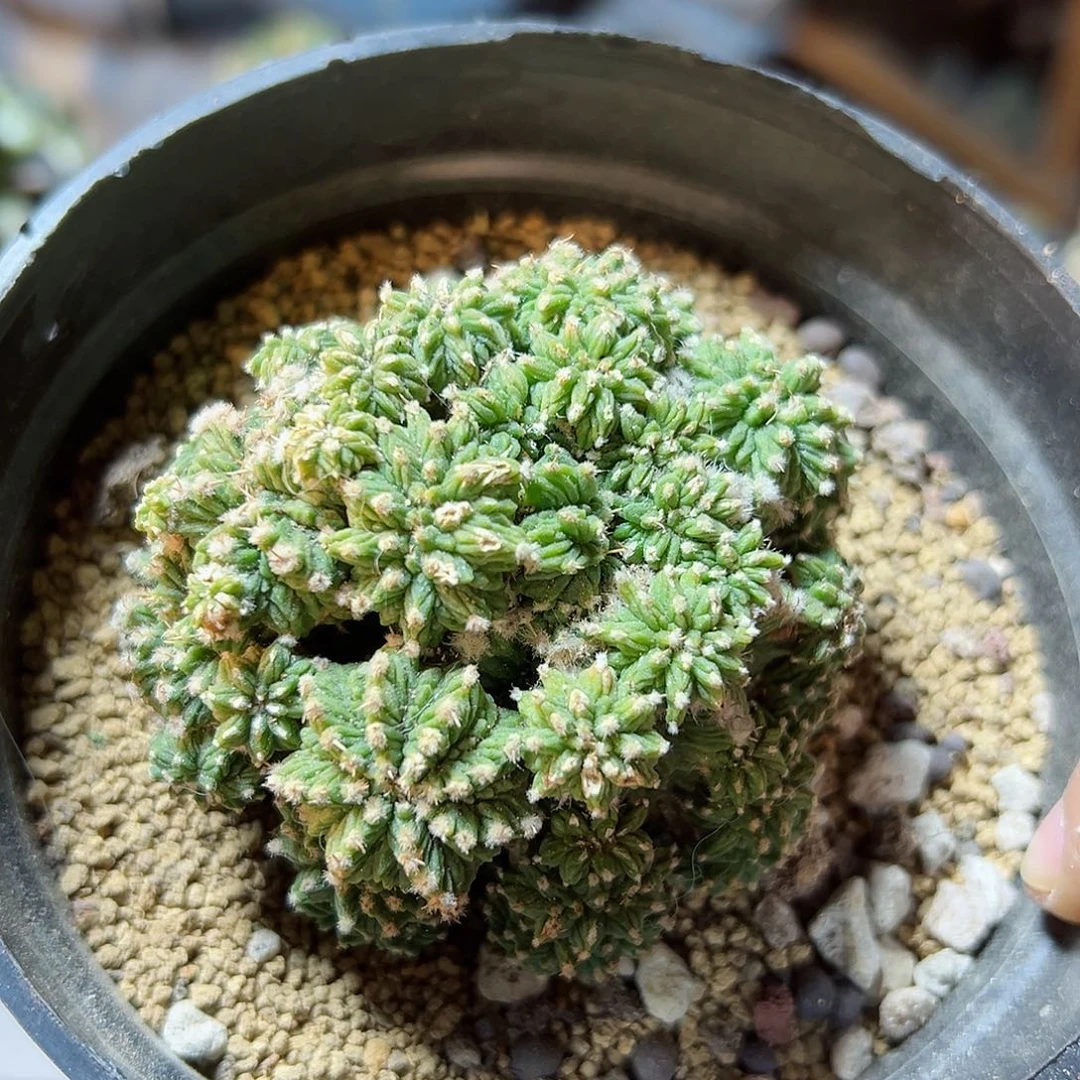 晚88号老花笼带木心无根7.3公分