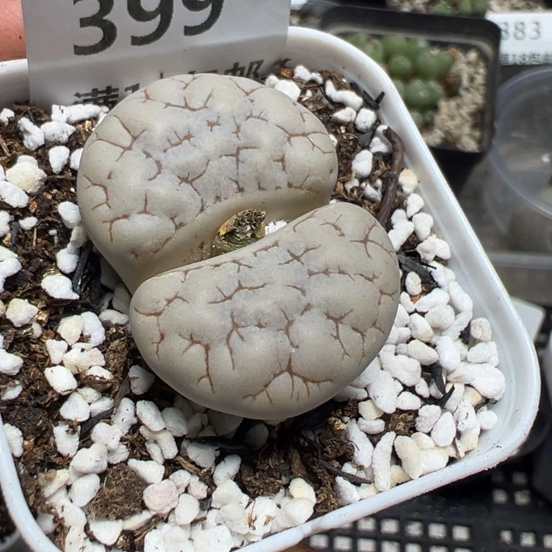 【闪购商品】 399。