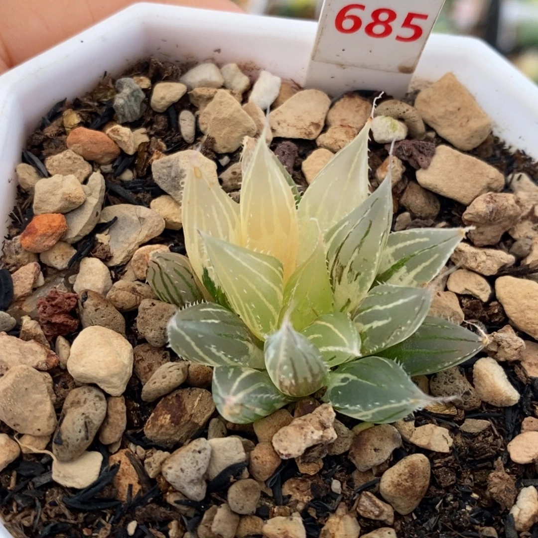 685号大卫针管玉露锦带盆发货