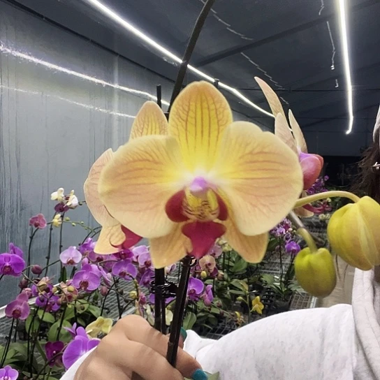 完全开放Y716双剑橙色系