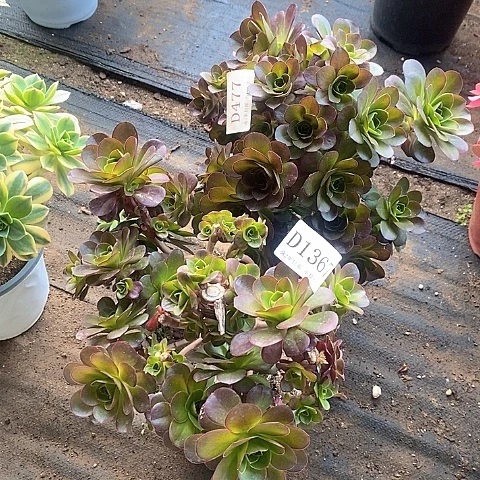 477、1367魅金玫瑰2颗多肉母本处理无售后