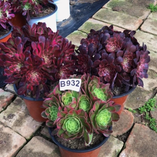 当前无花朵，栽培后可花朵快**妈法师多肉植物932