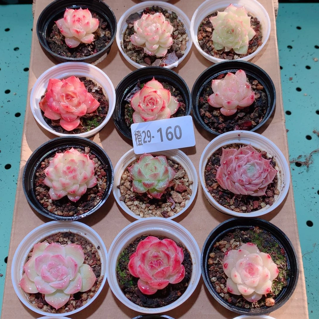 29-160一物一拍多肉带盆18颗