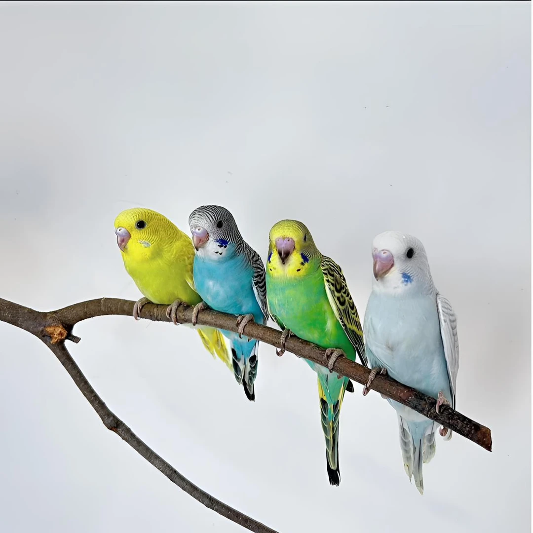 手玩鹦鹉活体宠物鸟观赏鸟鹦鹉活体虎皮鹦鹉